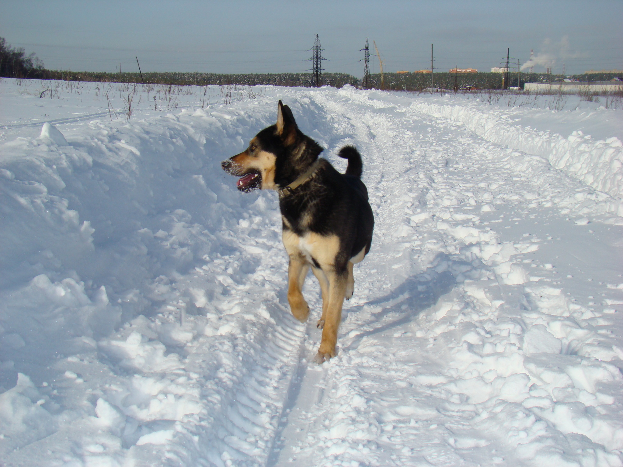 A winter walk in the snowy fields for about 10 kilometers! - My, Dog, Best friend, Winter, Moscow region, Joy, Longpost