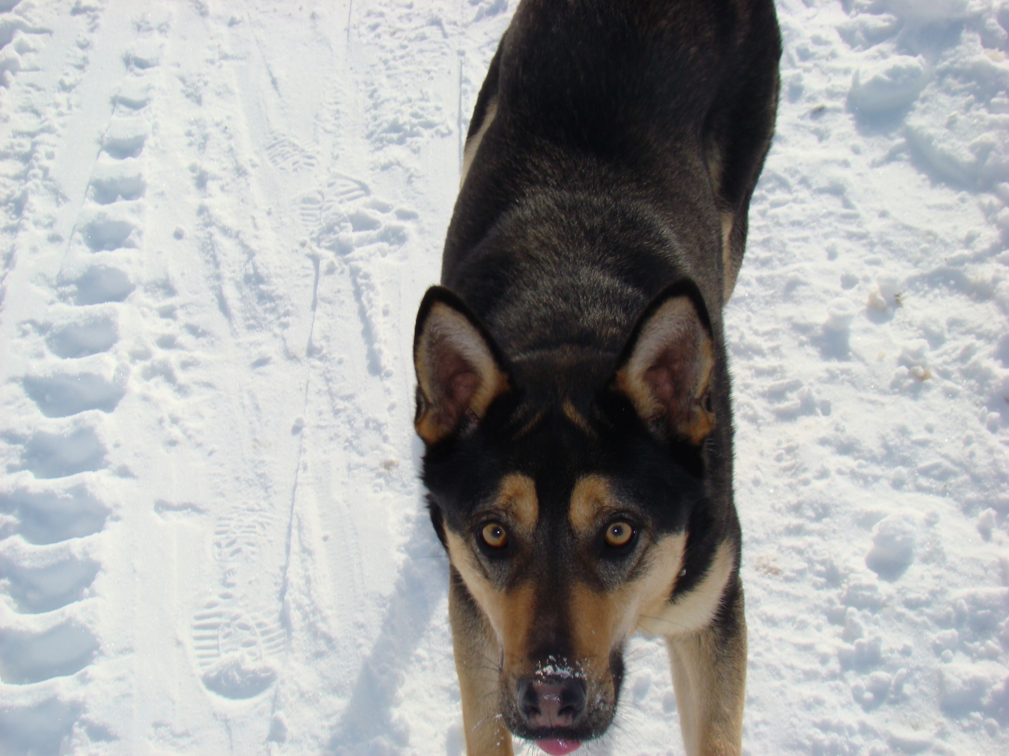 A winter walk in the snowy fields for about 10 kilometers! - My, Dog, Best friend, Winter, Moscow region, Joy, Longpost