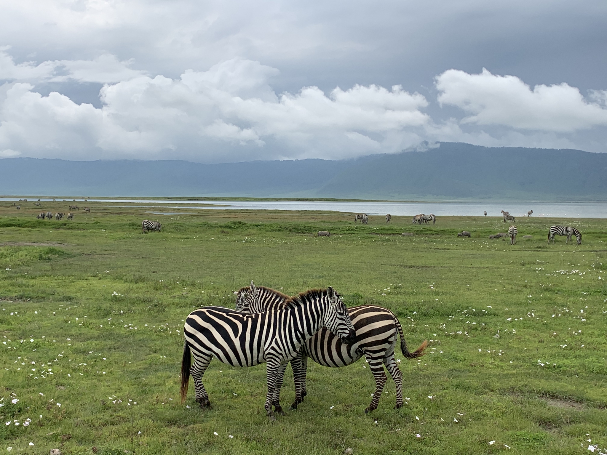 Tanzania, Ngorongoro - My, Tanzania, Travels, Safari, Video, Longpost