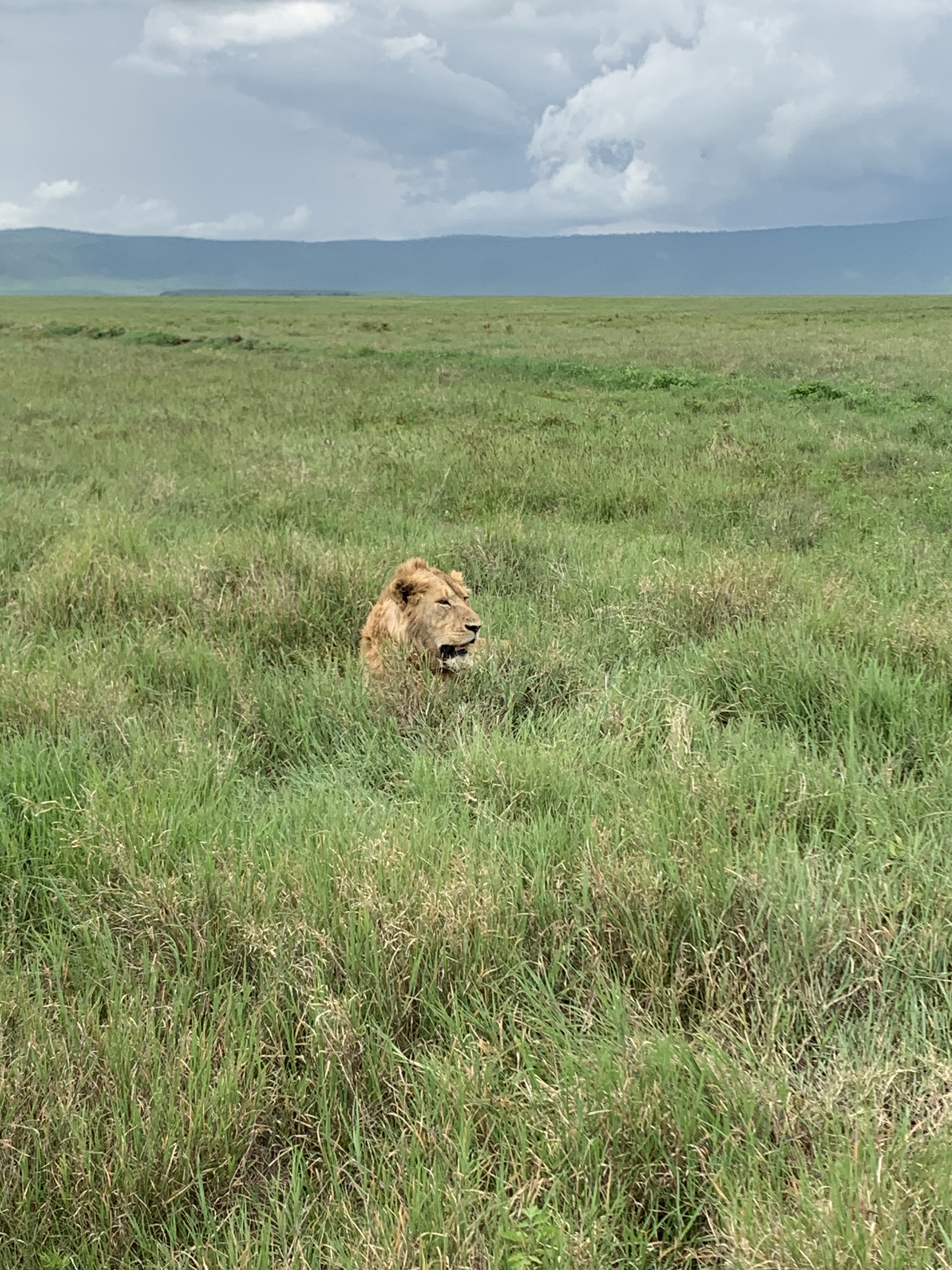 Tanzania, Ngorongoro - My, Tanzania, Travels, Safari, Video, Longpost