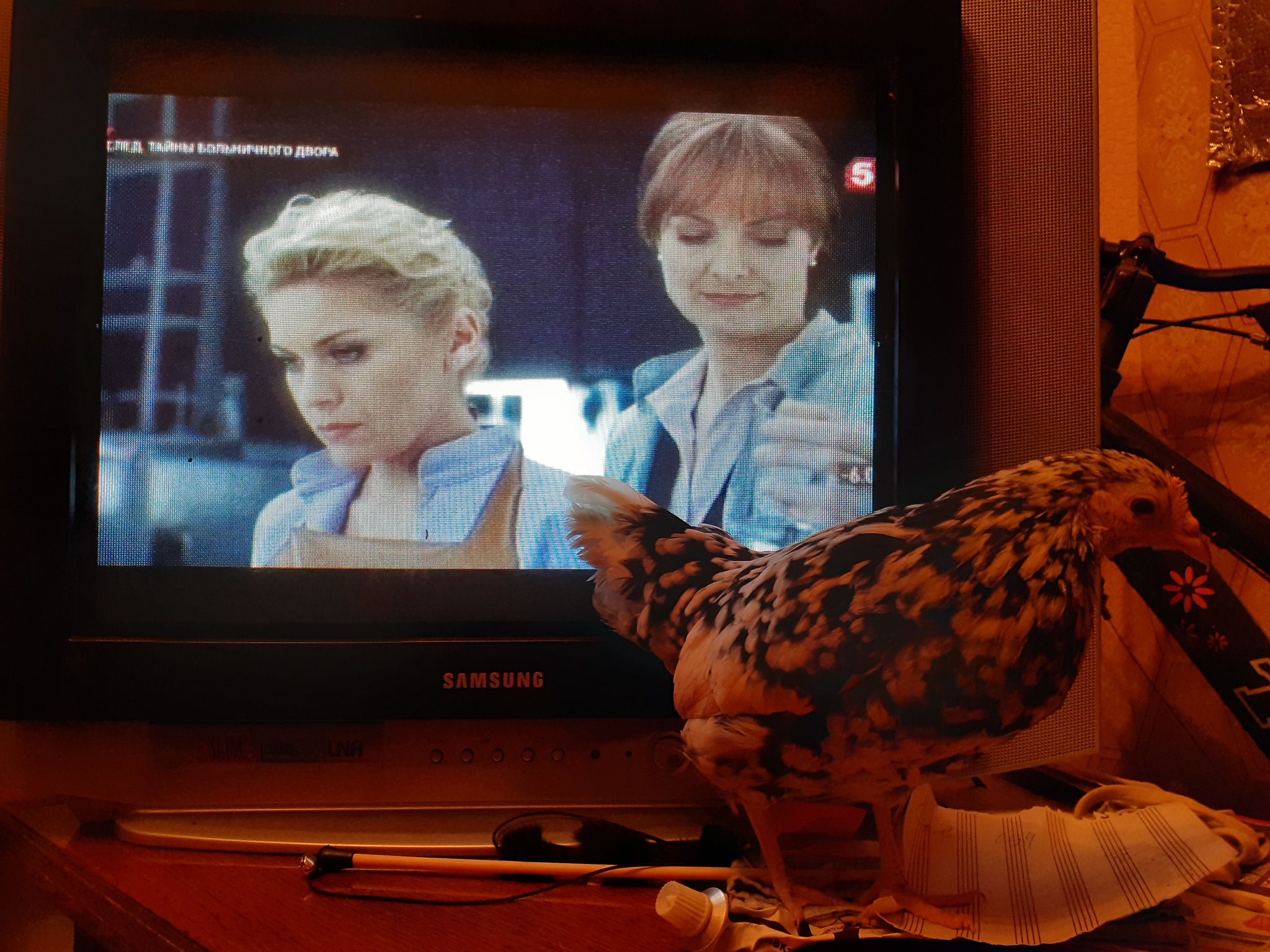 Курица смотрит "След" | Пикабу