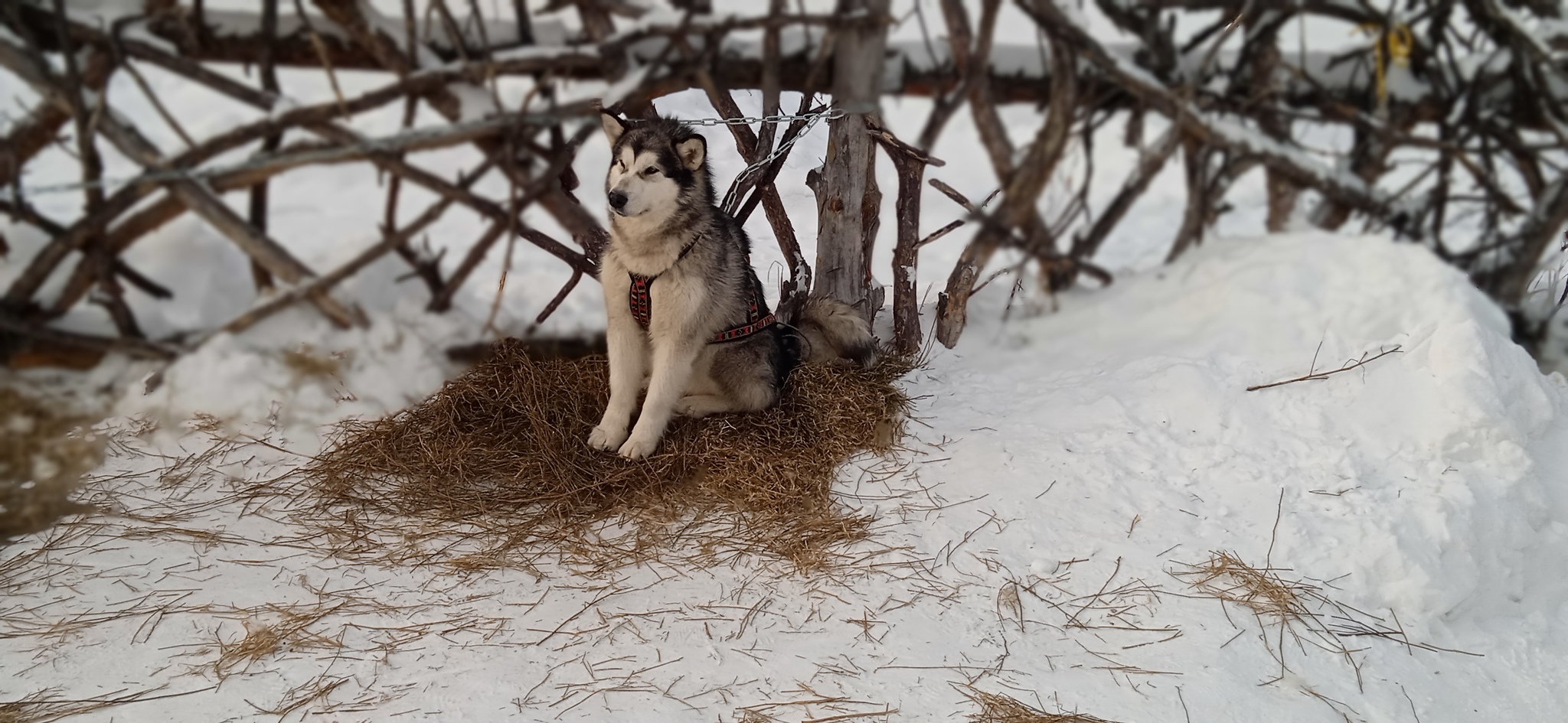 Malamute Barnaul - My, Alaskan Malamute, Winter, Team, Children, Milota, Dog, The photo