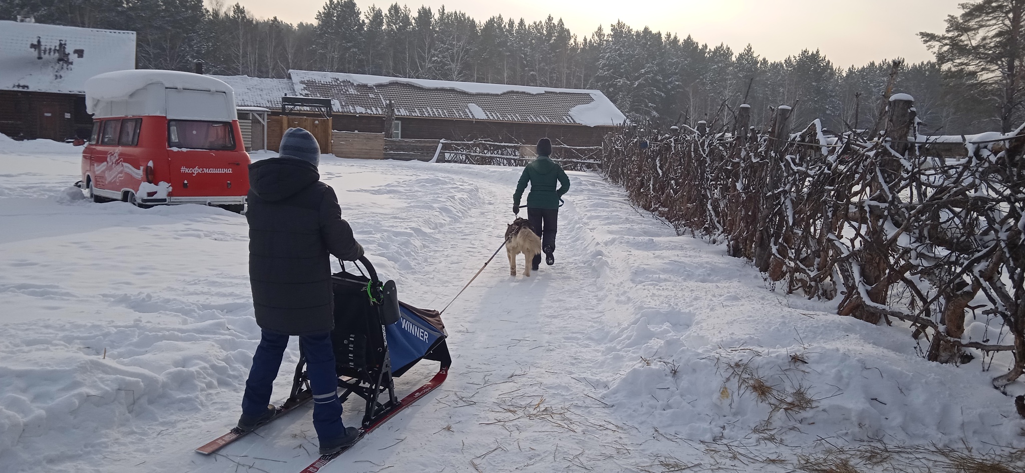 Malamute Barnaul - My, Alaskan Malamute, Winter, Team, Children, Milota, Dog, The photo