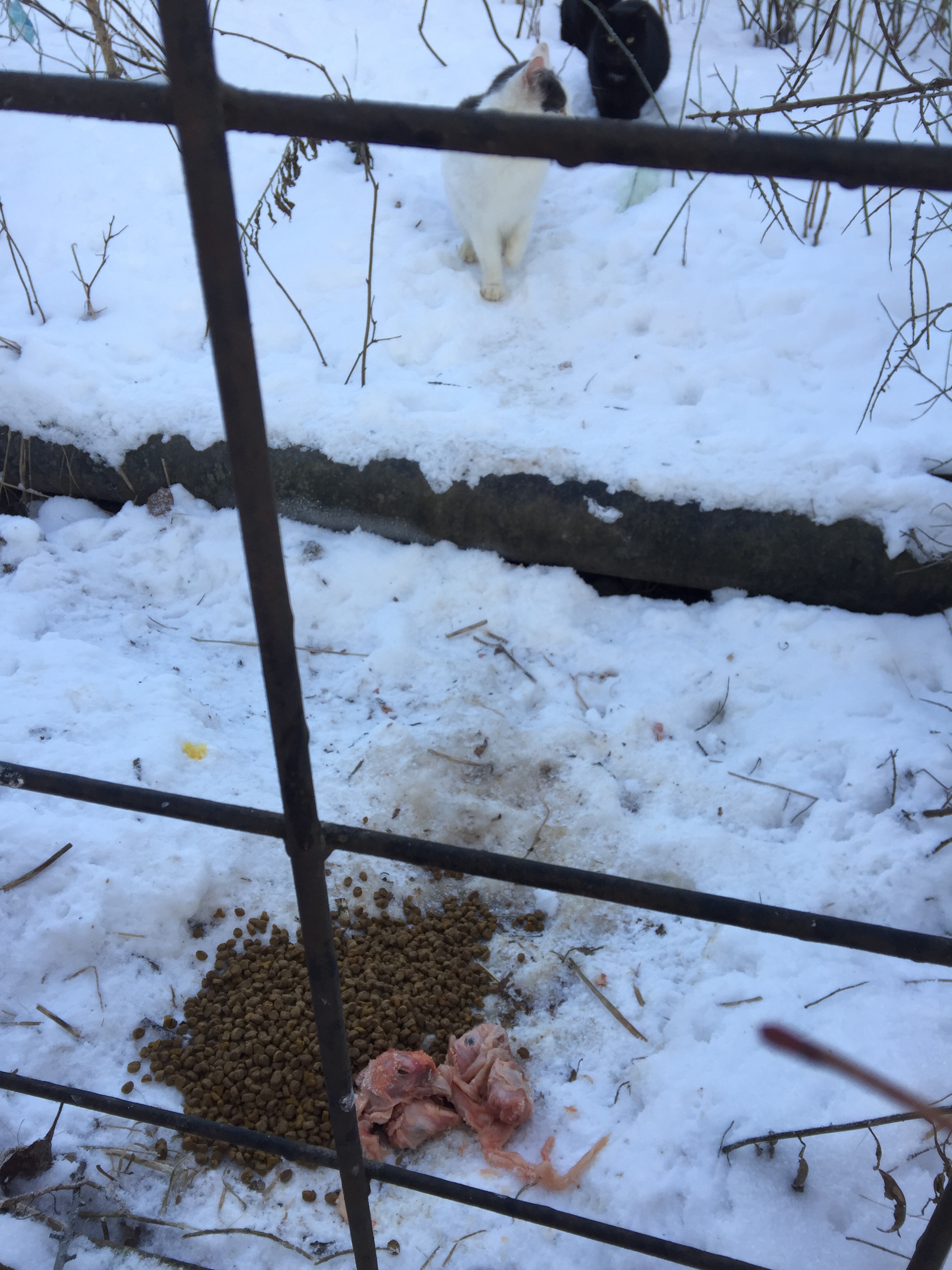 Report on feeding cats abandoned in gardens. January 10. 50 days until spring. Temperature - minus 22 - My, Kittens, cat, Help, Kindness, Pets, Animals, Animal Rescue, Cold, Hunger, Winter, Video, Longpost