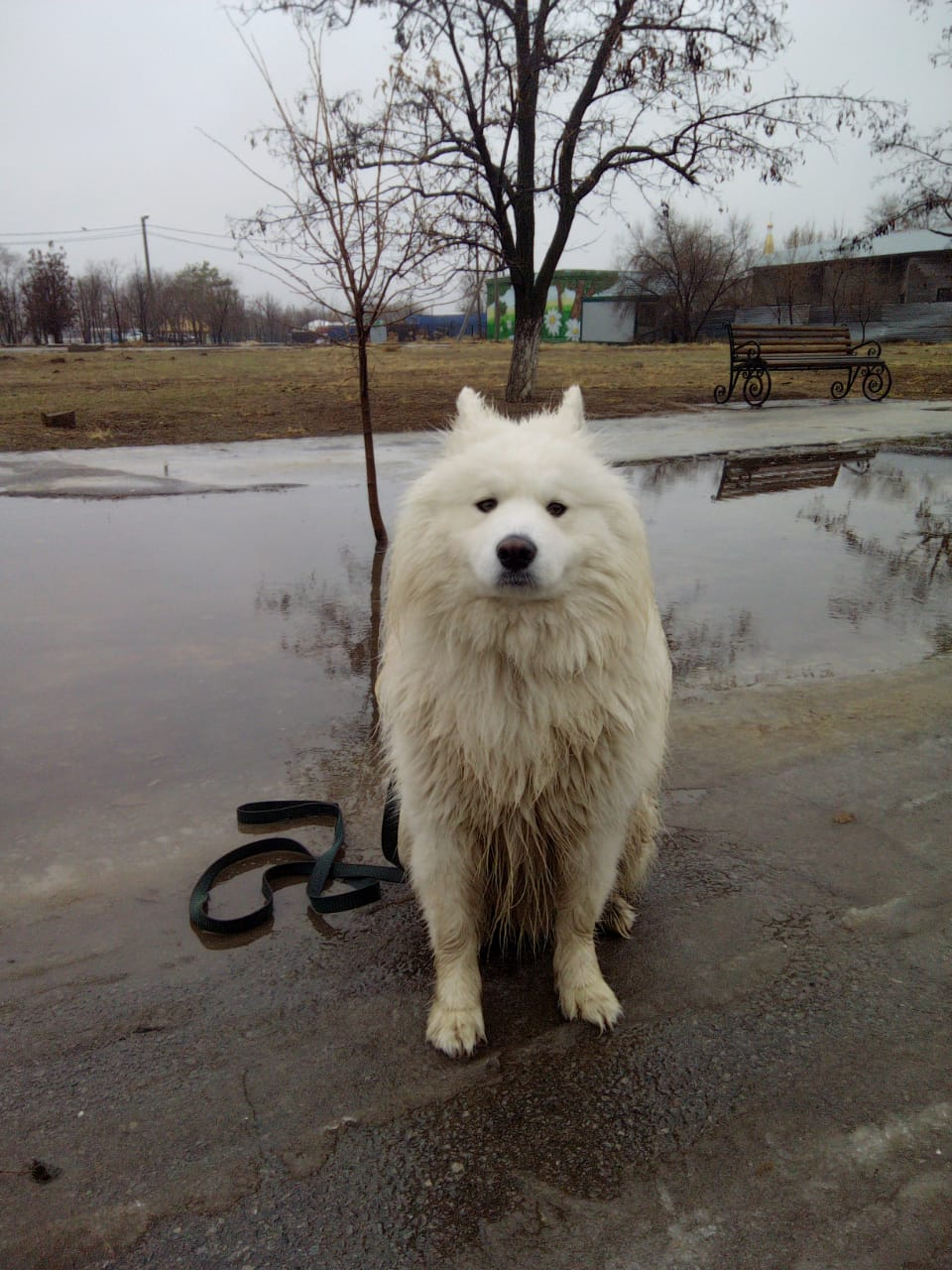 Samoyed in the middle of winter :( - My, Dog, Volzhsky, Positive, Dog North, Samoyed