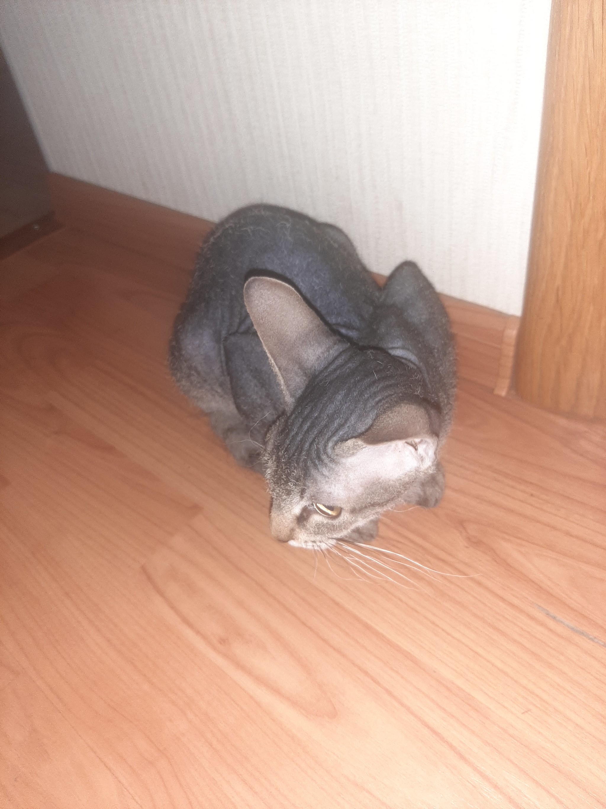 In good hands. Urgently. Krasnoyarsk [Cat adopted] - My, cat, In good hands, Krasnoyarsk, Longpost, No rating