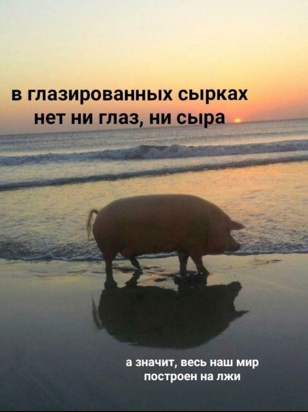 Reflections of a Guinea Pig - Humor, Sea, Pig