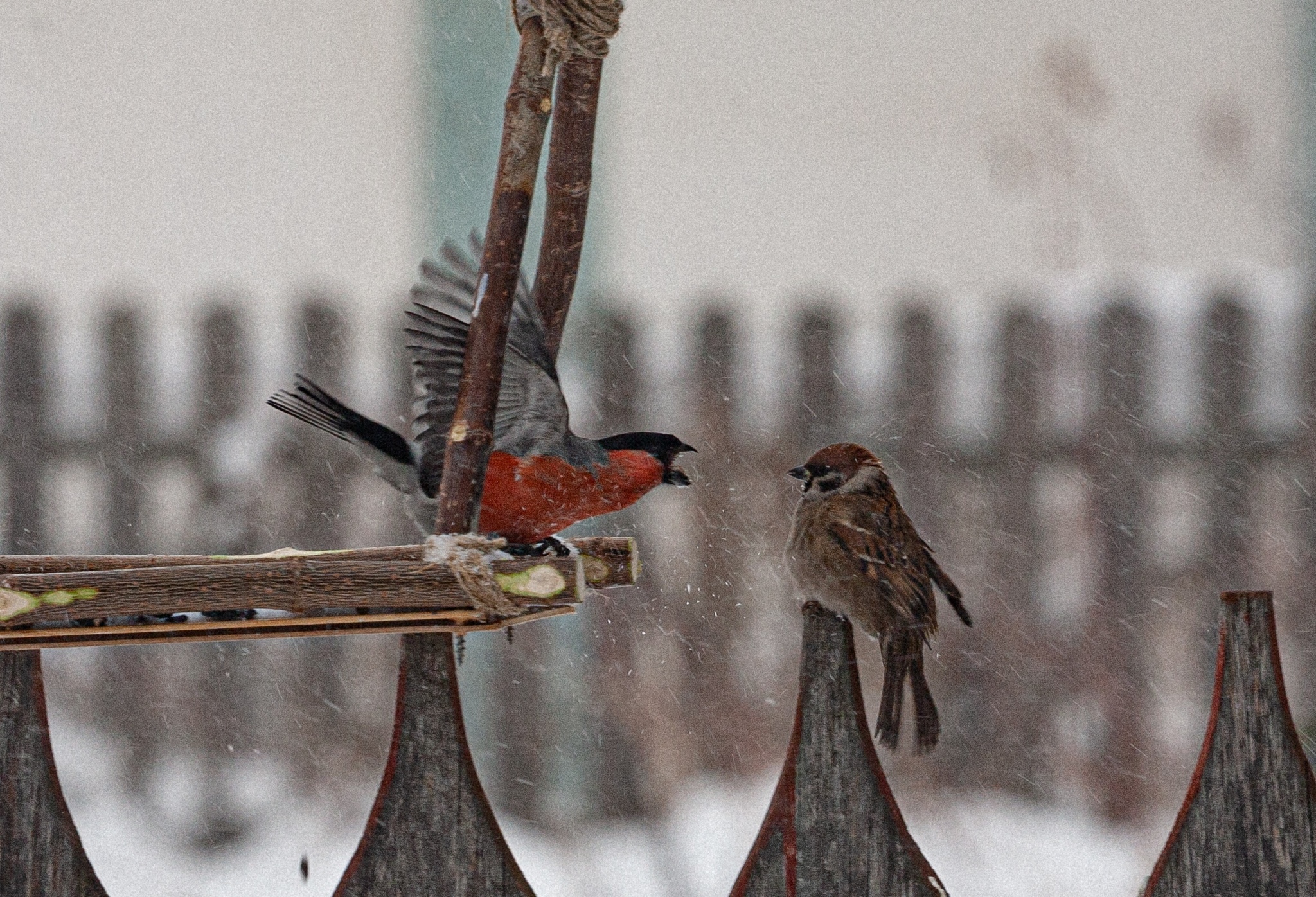 Aggressive bullfinch - My, Birds, Sparrow, Bullfinches, Aggression