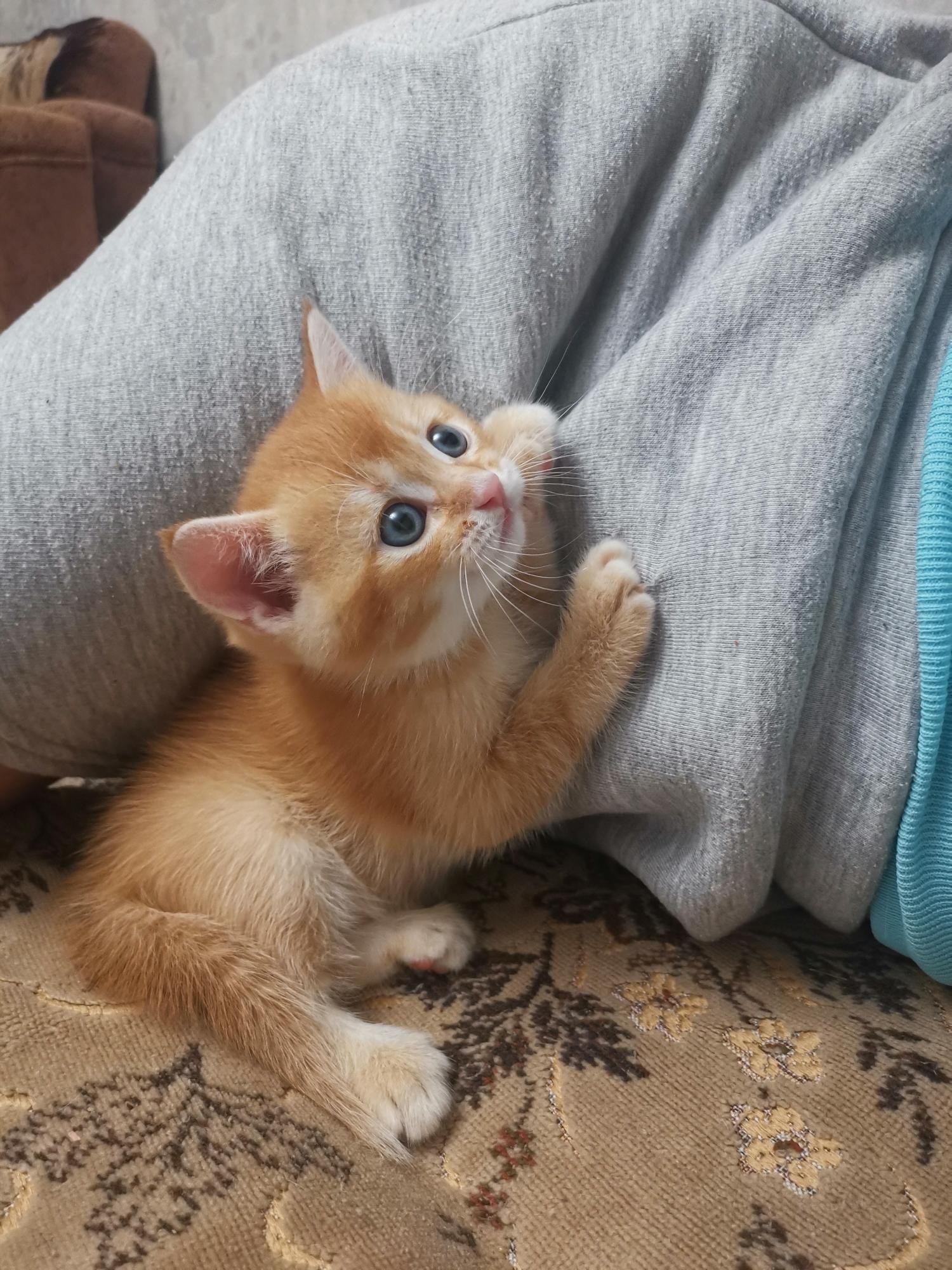 Red-haired happiness - My, cat, Longpost, Kittens, Redheads, Milota