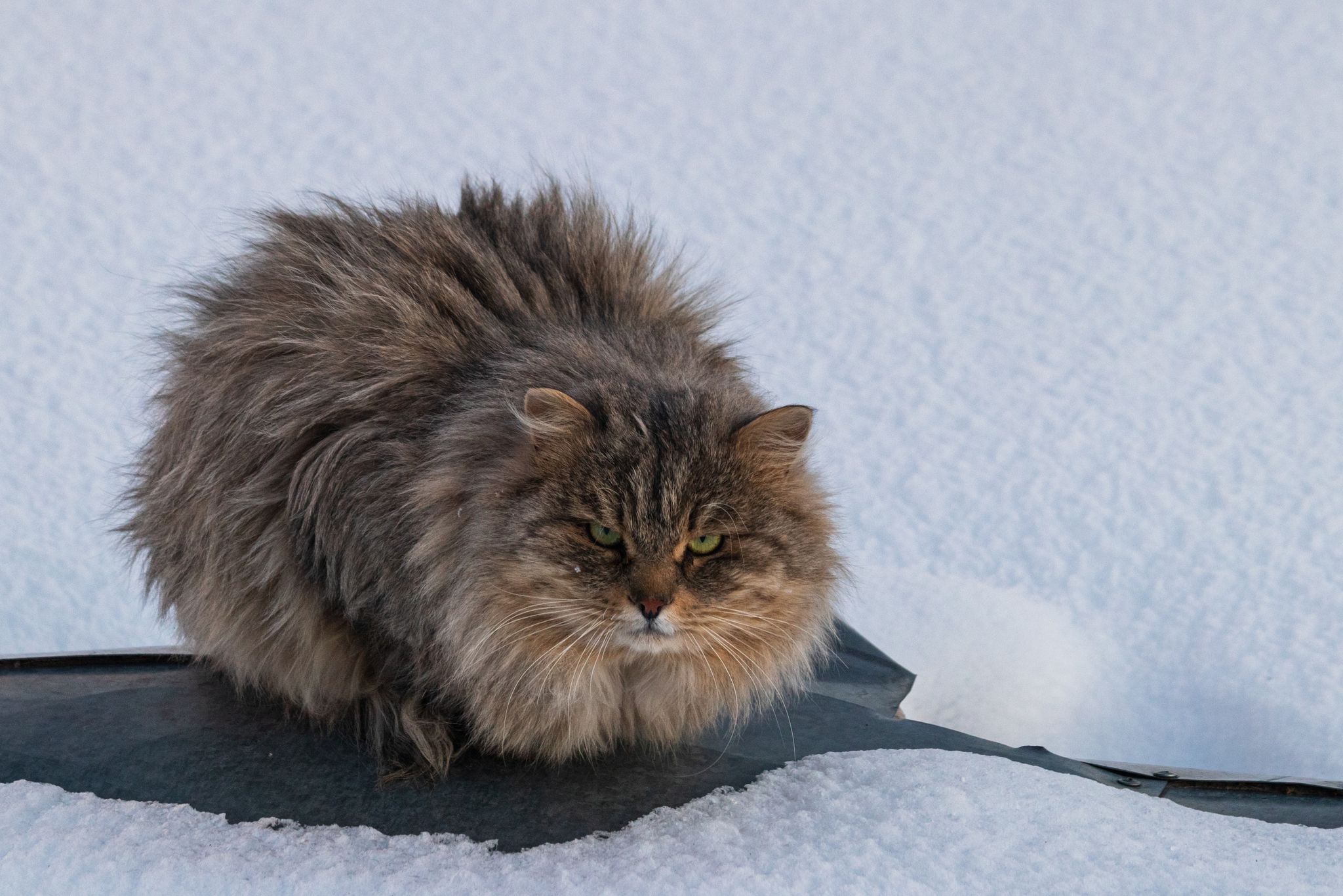 Зимние котики eбeнeй - Кот, Зима, Длиннопост