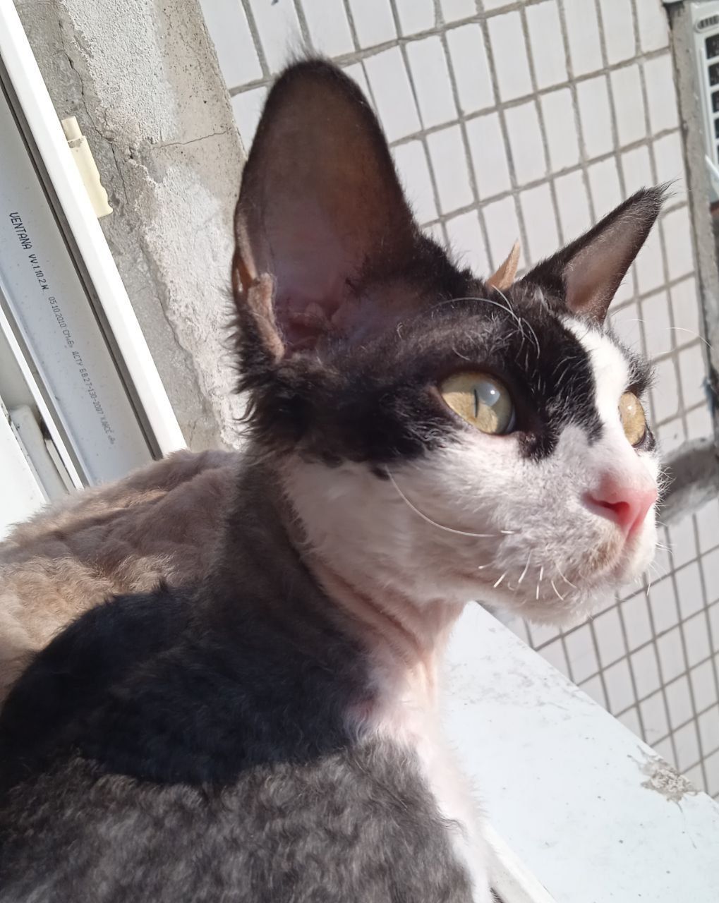 Sunny weather and my girls - My, cat, Milota, Devon Rex, The sun, Longpost