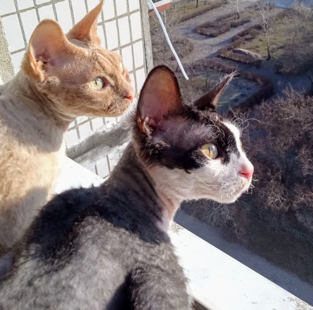 Sunny weather and my girls - My, cat, Milota, Devon Rex, The sun, Longpost