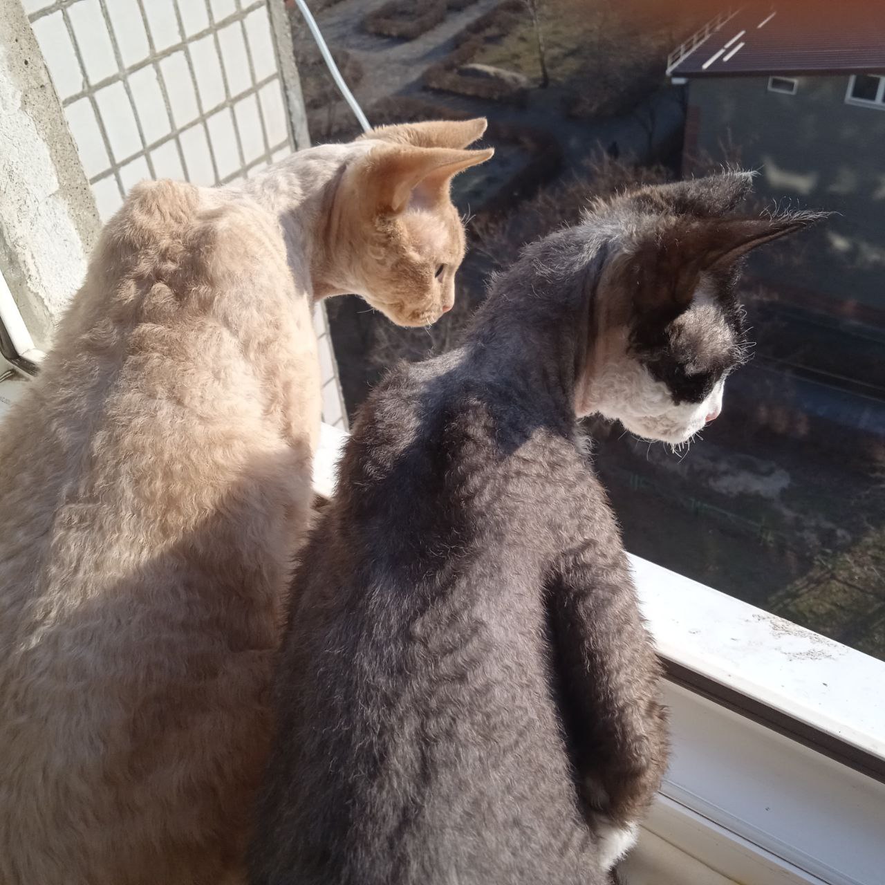 Sunny weather and my girls - My, cat, Milota, Devon Rex, The sun, Longpost