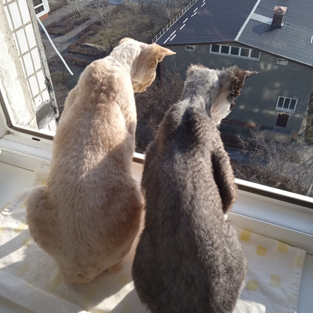 Sunny weather and my girls - My, cat, Milota, Devon Rex, The sun, Longpost