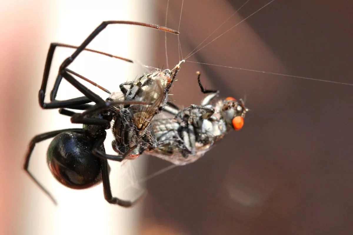 Black Widow: Sheer disappointment, not deadly killers. The Spider That Was a Victim of Media Exaggeration - Insects, Spider, Black Widow, Animals, Yandex Zen, Longpost