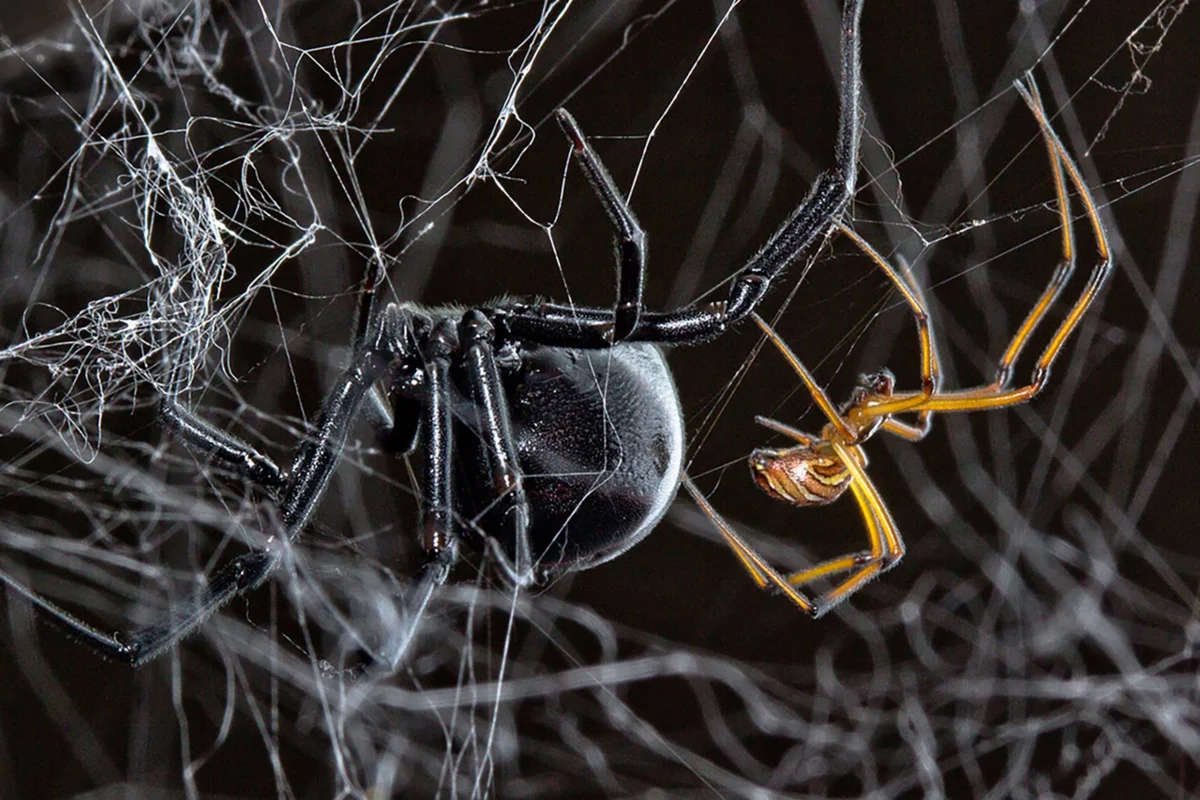 Black Widow: Sheer disappointment, not deadly killers. The Spider That Was a Victim of Media Exaggeration - Insects, Spider, Black Widow, Animals, Yandex Zen, Longpost