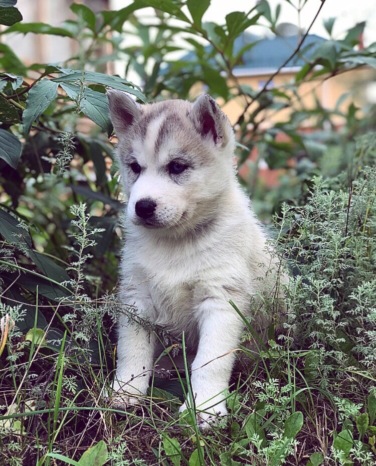 My favorite bun - My, Dog, Husky, Growing up, Pets, Longpost