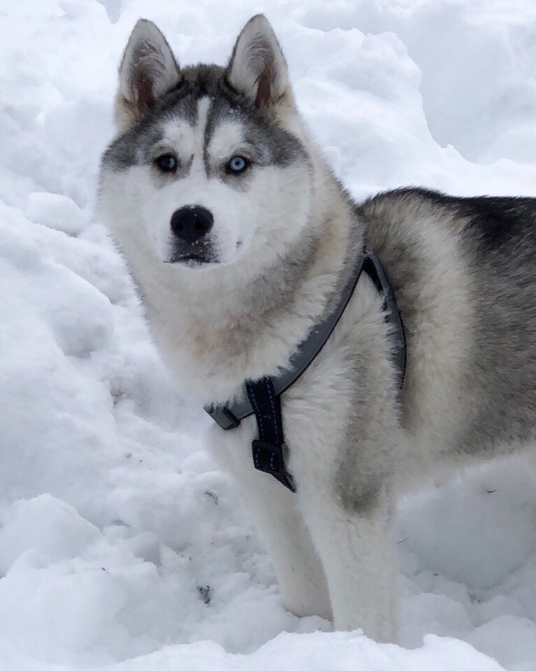 My favorite bun - My, Dog, Husky, Growing up, Pets, Longpost