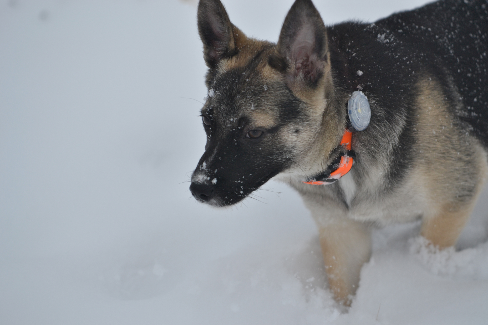 Ponochka. Stories about dogs from foster care - My, Dog, Puppies, Walk, Snow, The photo, In good hands, Moscow region, Shatura, Longpost