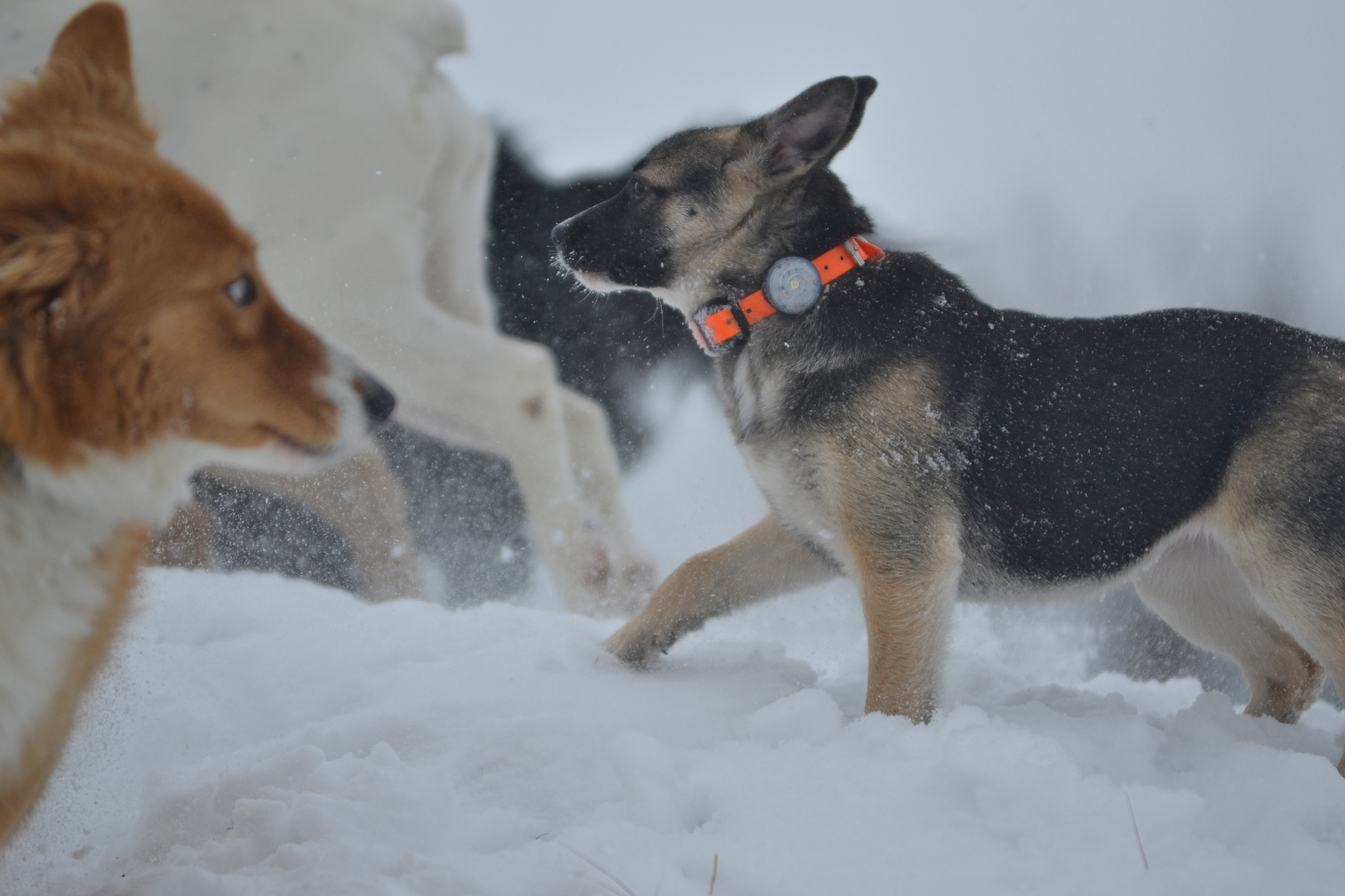 Ponochka. Stories about dogs from foster care - My, Dog, Puppies, Walk, Snow, The photo, In good hands, Moscow region, Shatura, Longpost