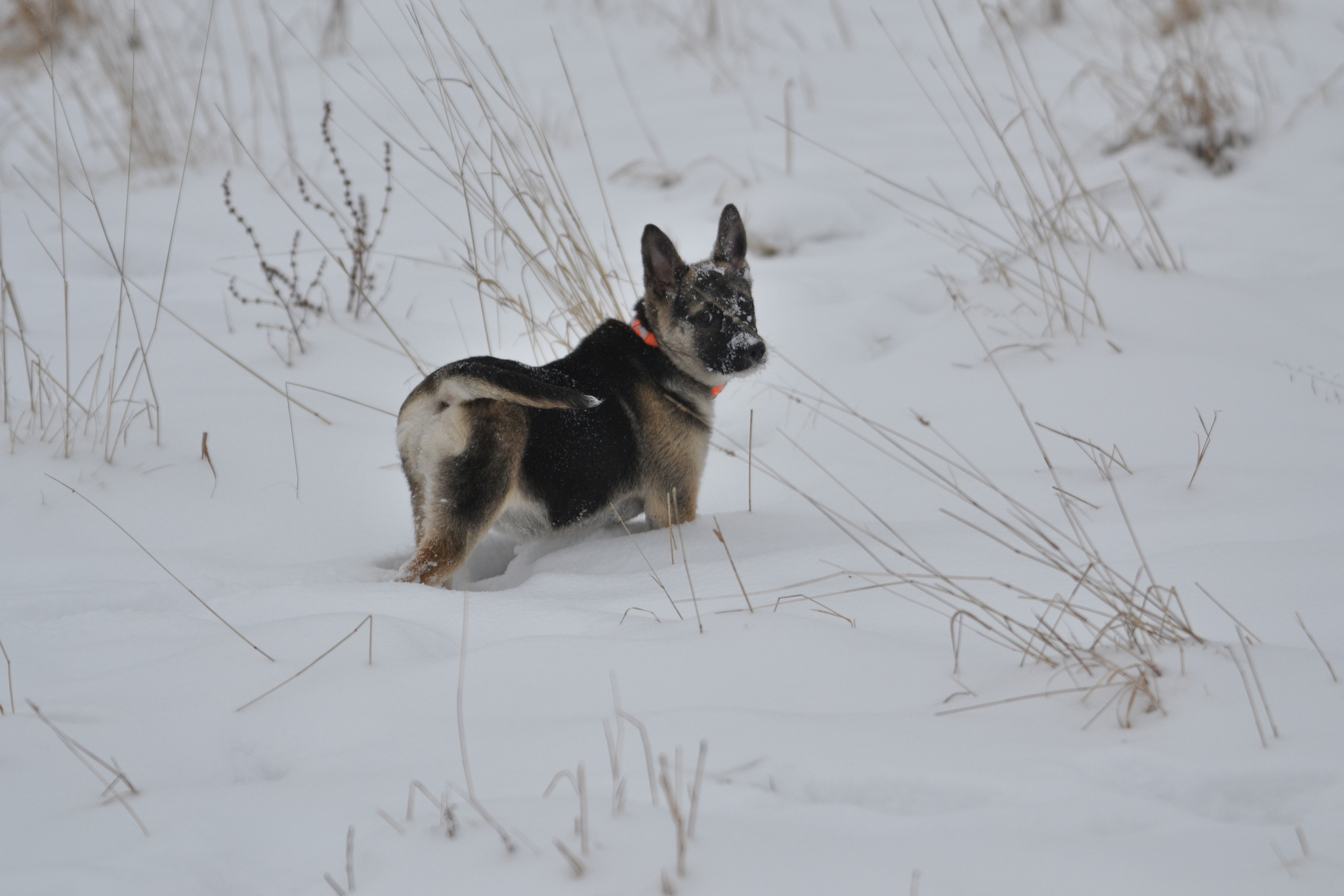 Ponochka. Stories about dogs from foster care - My, Dog, Puppies, Walk, Snow, The photo, In good hands, Moscow region, Shatura, Longpost