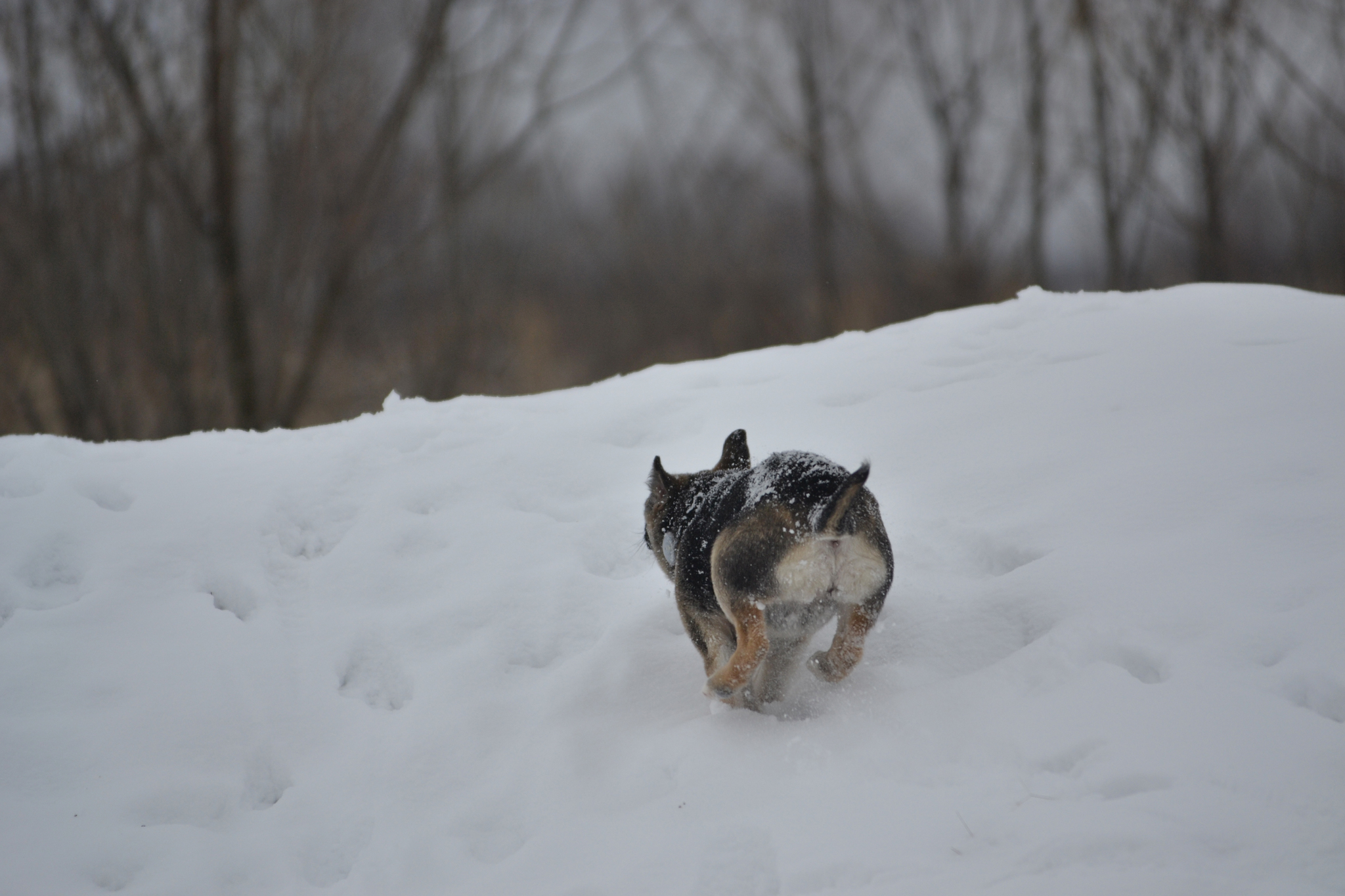 Ponochka. Stories about dogs from foster care - My, Dog, Puppies, Walk, Snow, The photo, In good hands, Moscow region, Shatura, Longpost