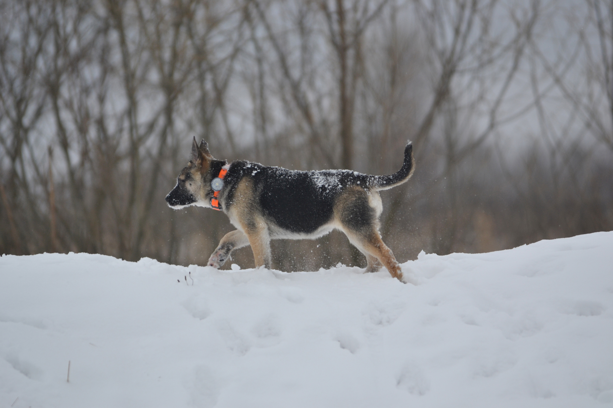 Ponochka. Stories about dogs from foster care - My, Dog, Puppies, Walk, Snow, The photo, In good hands, Moscow region, Shatura, Longpost