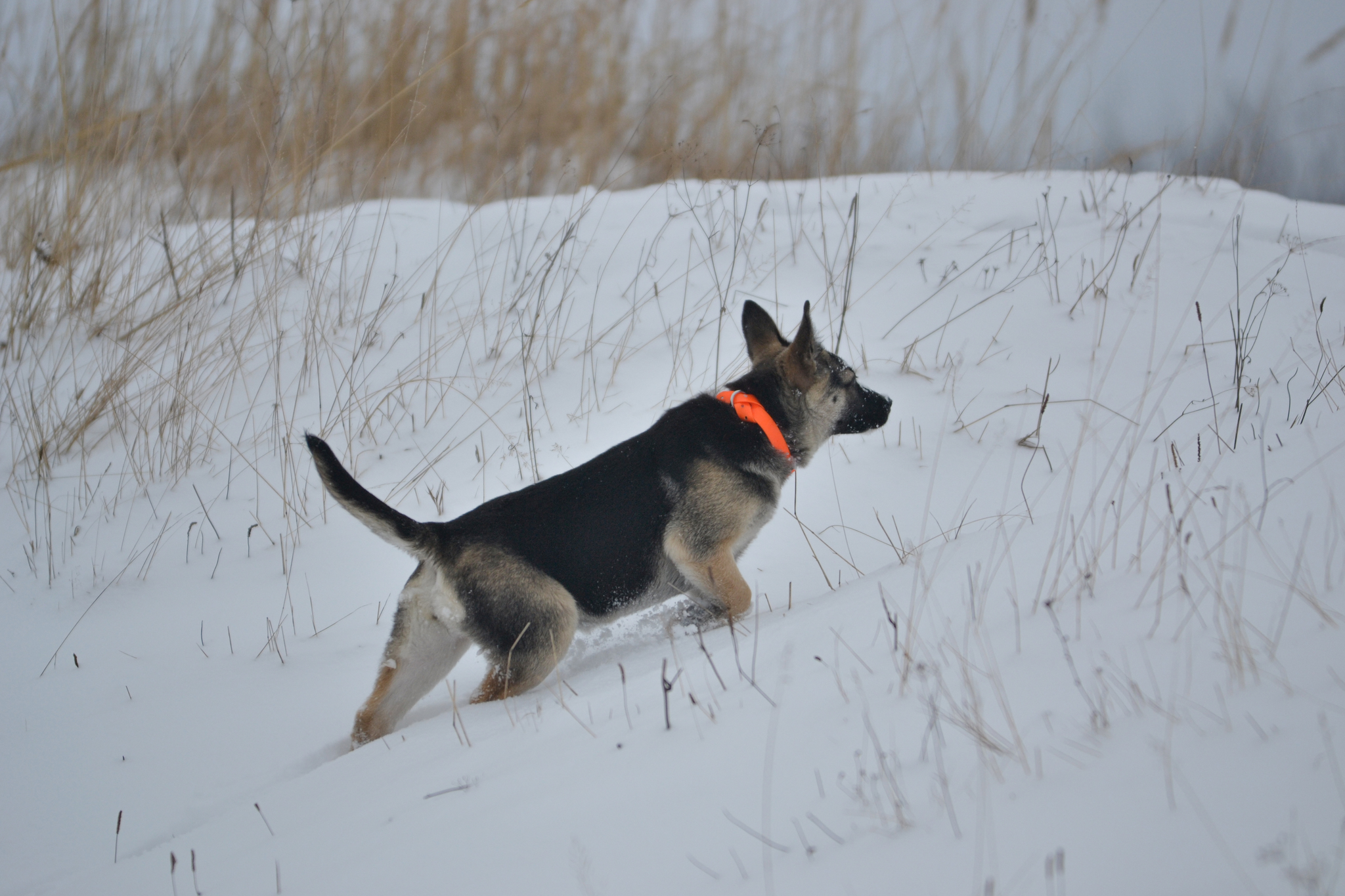 Ponochka. Stories about dogs from foster care - My, Dog, Puppies, Walk, Snow, The photo, In good hands, Moscow region, Shatura, Longpost