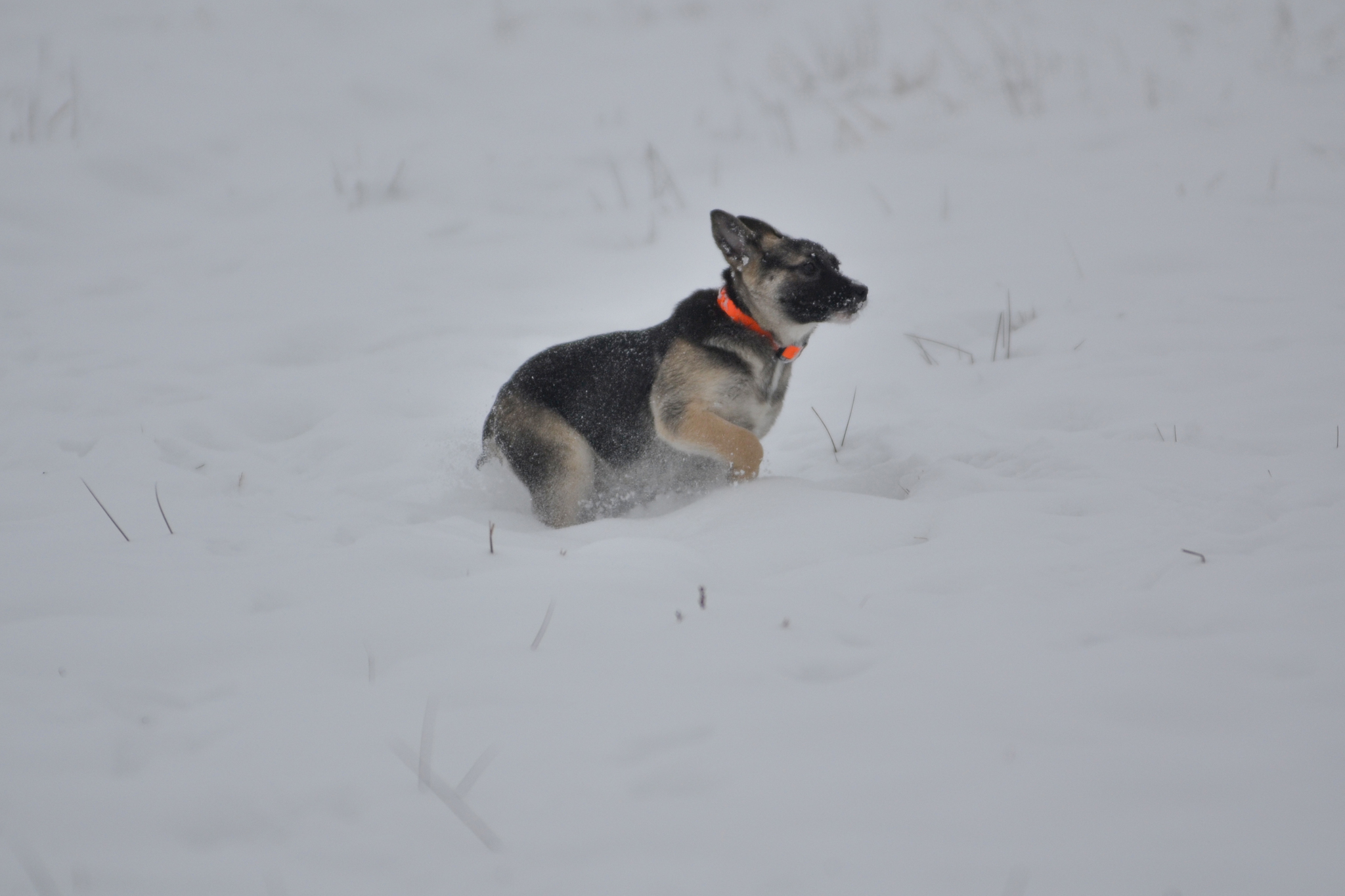 Ponochka. Stories about dogs from foster care - My, Dog, Puppies, Walk, Snow, The photo, In good hands, Moscow region, Shatura, Longpost