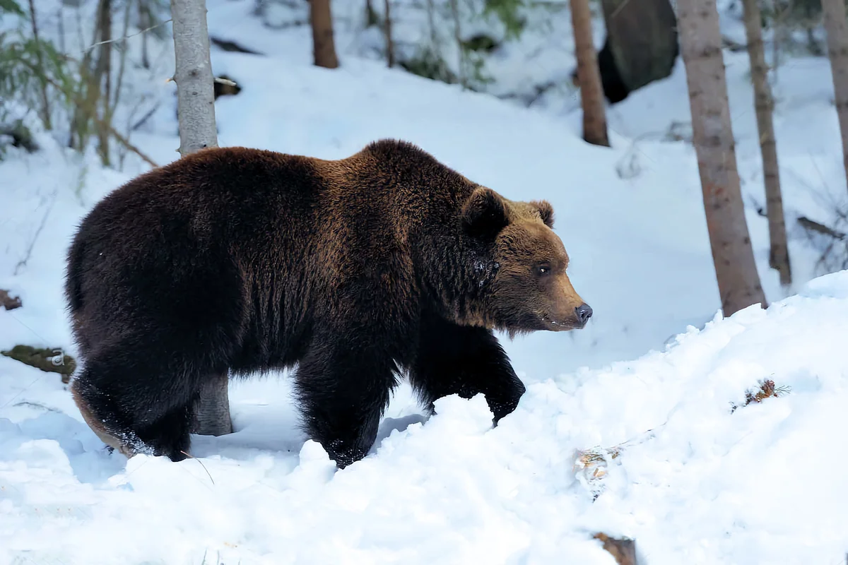 Some interesting facts from the life of the connecting rod bear - Animals, The Bears, Bear rod, Yandex Zen, Longpost