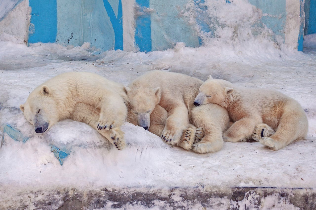 Polar bears in the Novosibirsk Zoo sleep peacefully! - The Bears, Polar bear, Teddy bears, Wild animals, Novosibirsk Zoo, Dream, Safety, Calmness, The photo