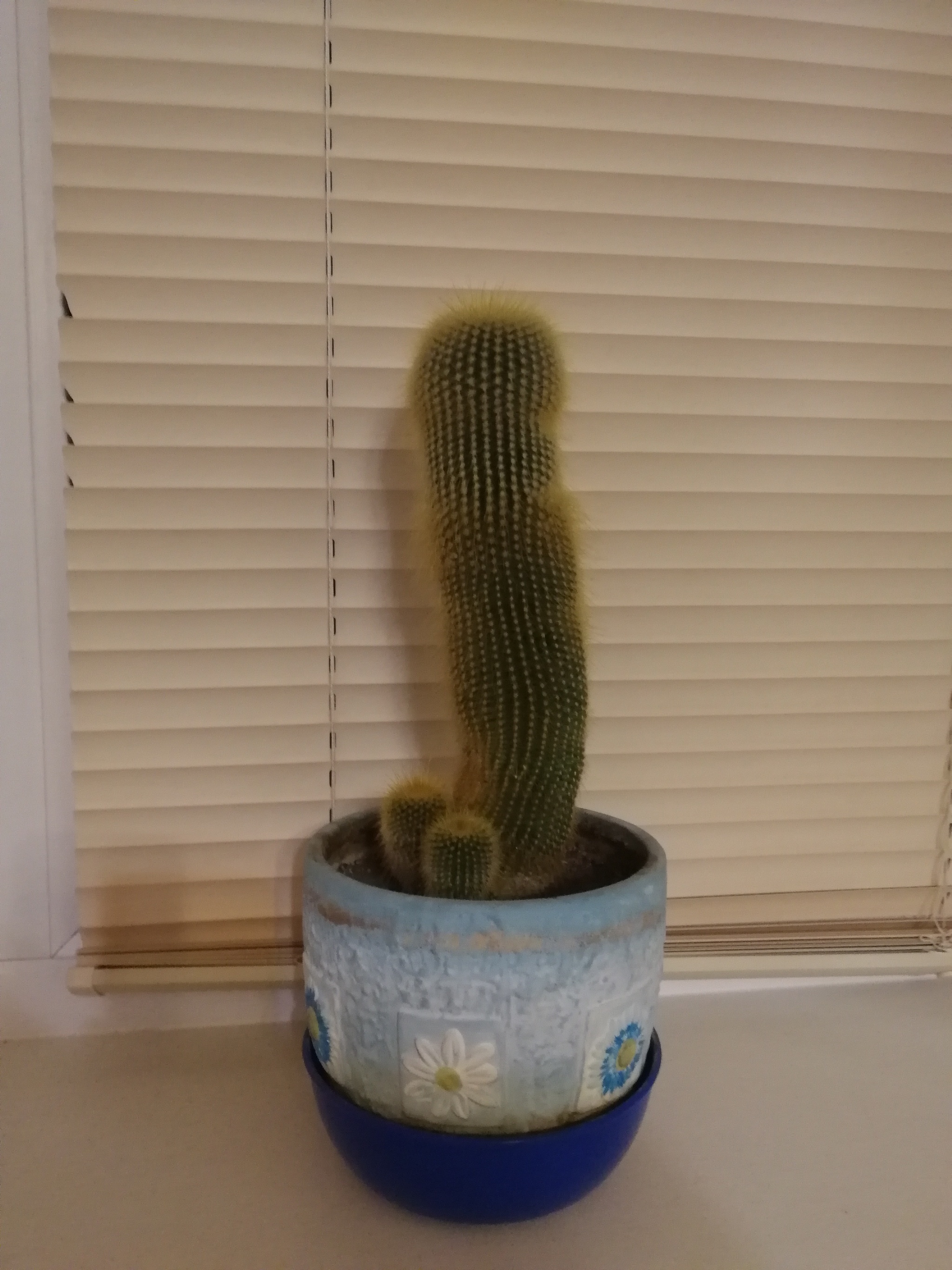Reply to post - Cactus, It seemed, A real man