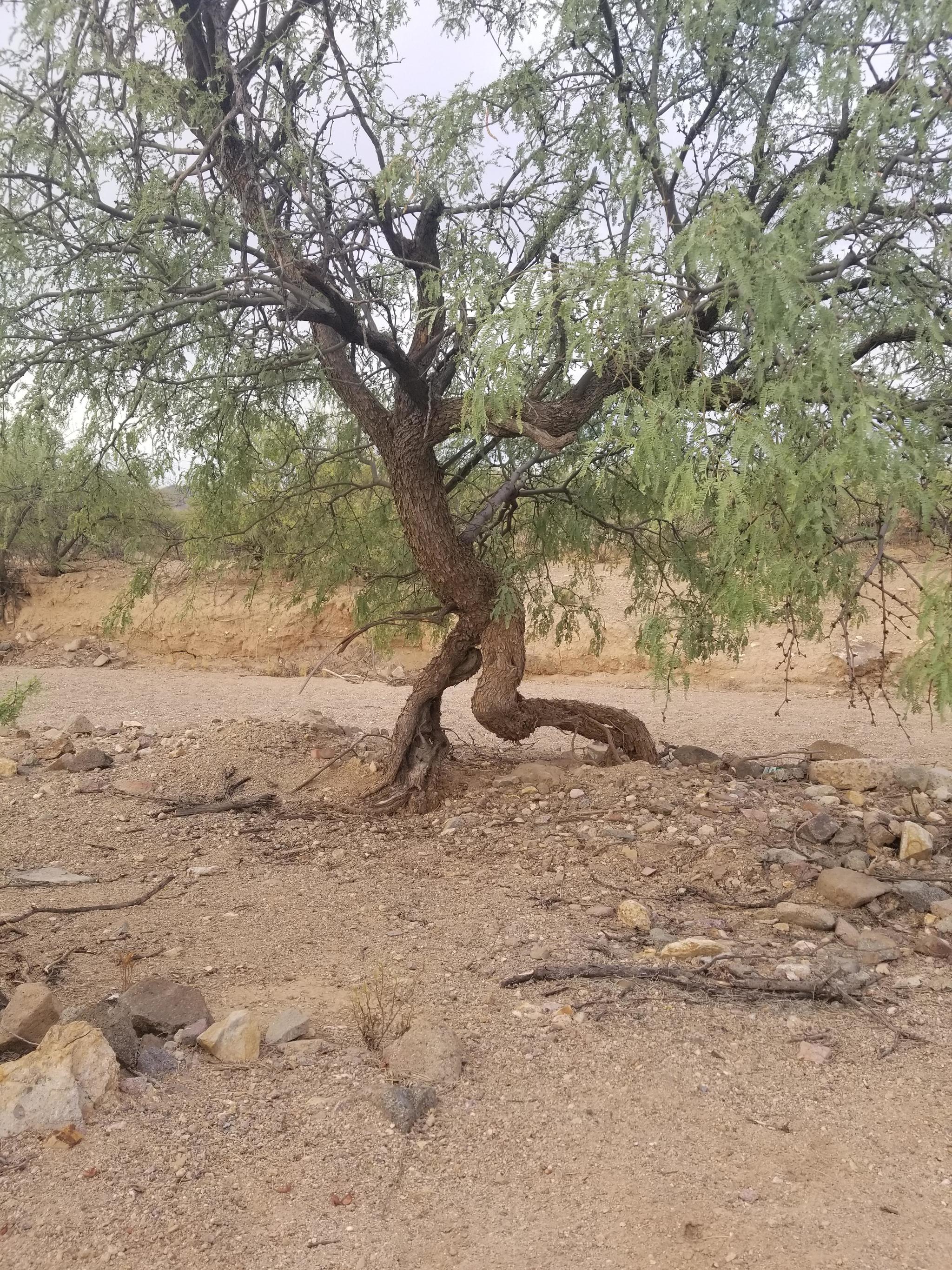 Running Ent - The photo, Tree, Nature, Ents, Run, Legs, Pareidolia