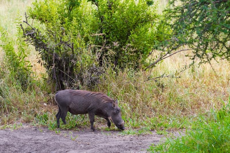 Tanzania, safari. How they were chosen, issues of organization and safety - My, Travels, Tanzania, Safari, Longpost