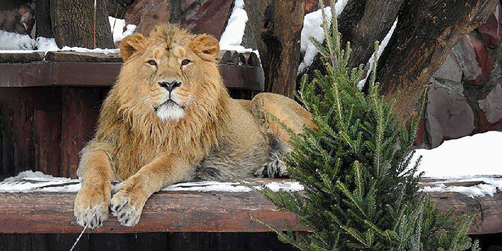 The Moscow Zoo is accepting Christmas trees! - Christmas trees, Christmas tree, Disposal, Processing, Moscow, Longpost