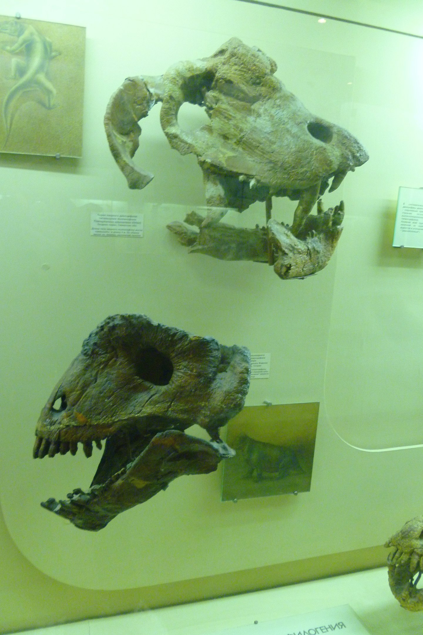 Titanophoneus - Paleontology, Museum, Fossils, Animals, Longpost