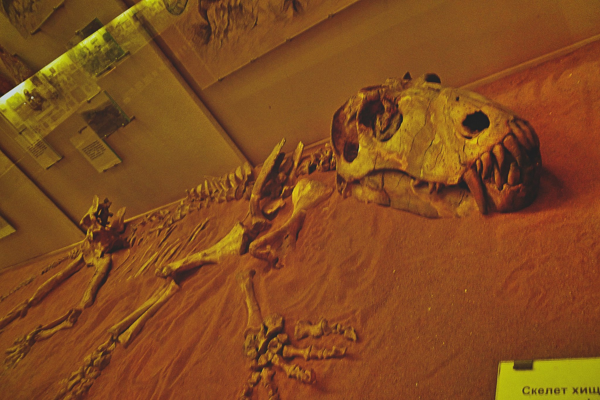 Titanophoneus - Paleontology, Museum, Fossils, Animals, Longpost