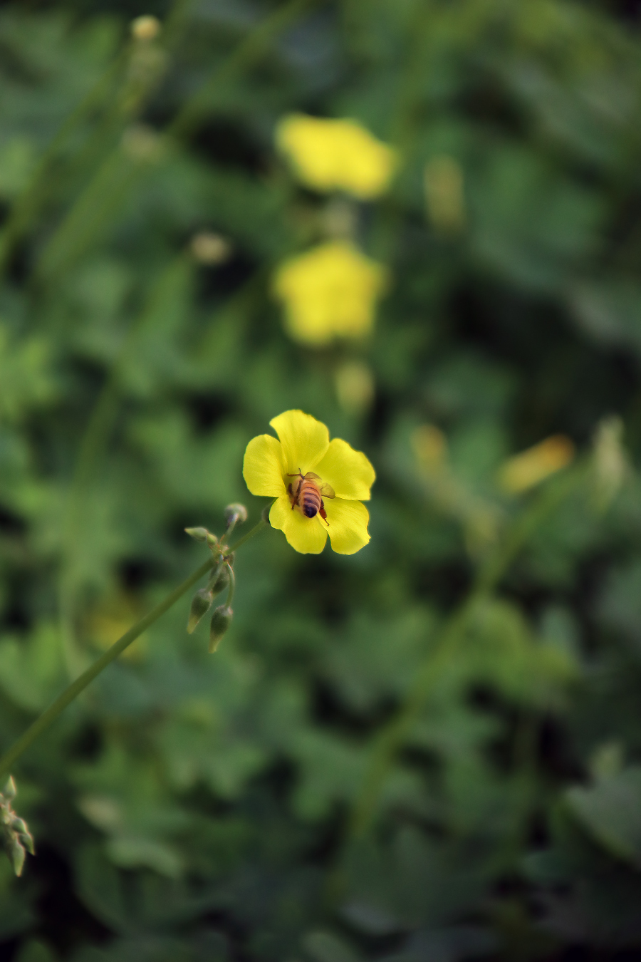 January - My, The photo, January, Nature, Israel, Longpost