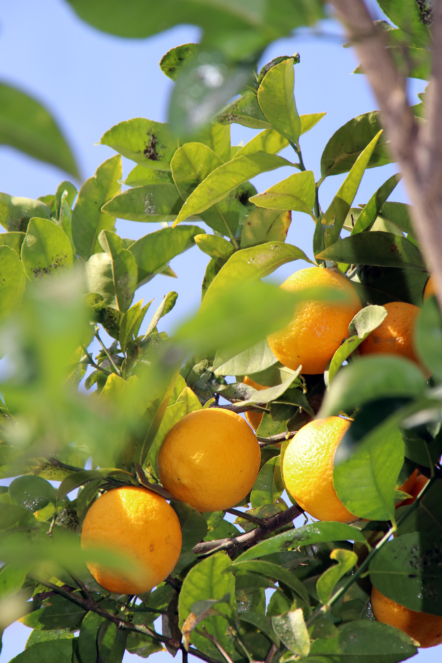 January - My, The photo, January, Nature, Israel, Longpost