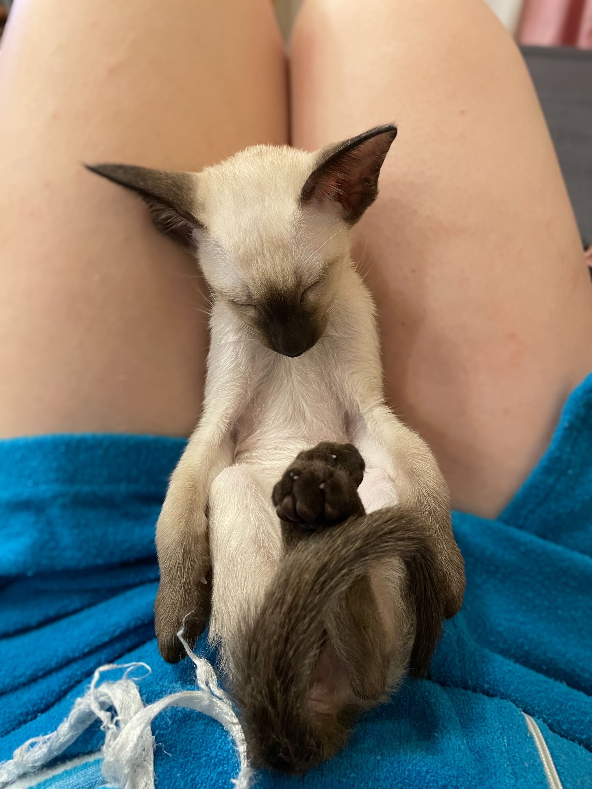 Evening relaxation - My, My, Kittens, Kittens, Dream, Pets, Pets, Ears, Ears, Milota, Milota, Siamese cat, Siamese cat, Oriental cats, Oriental cats, cat, cat