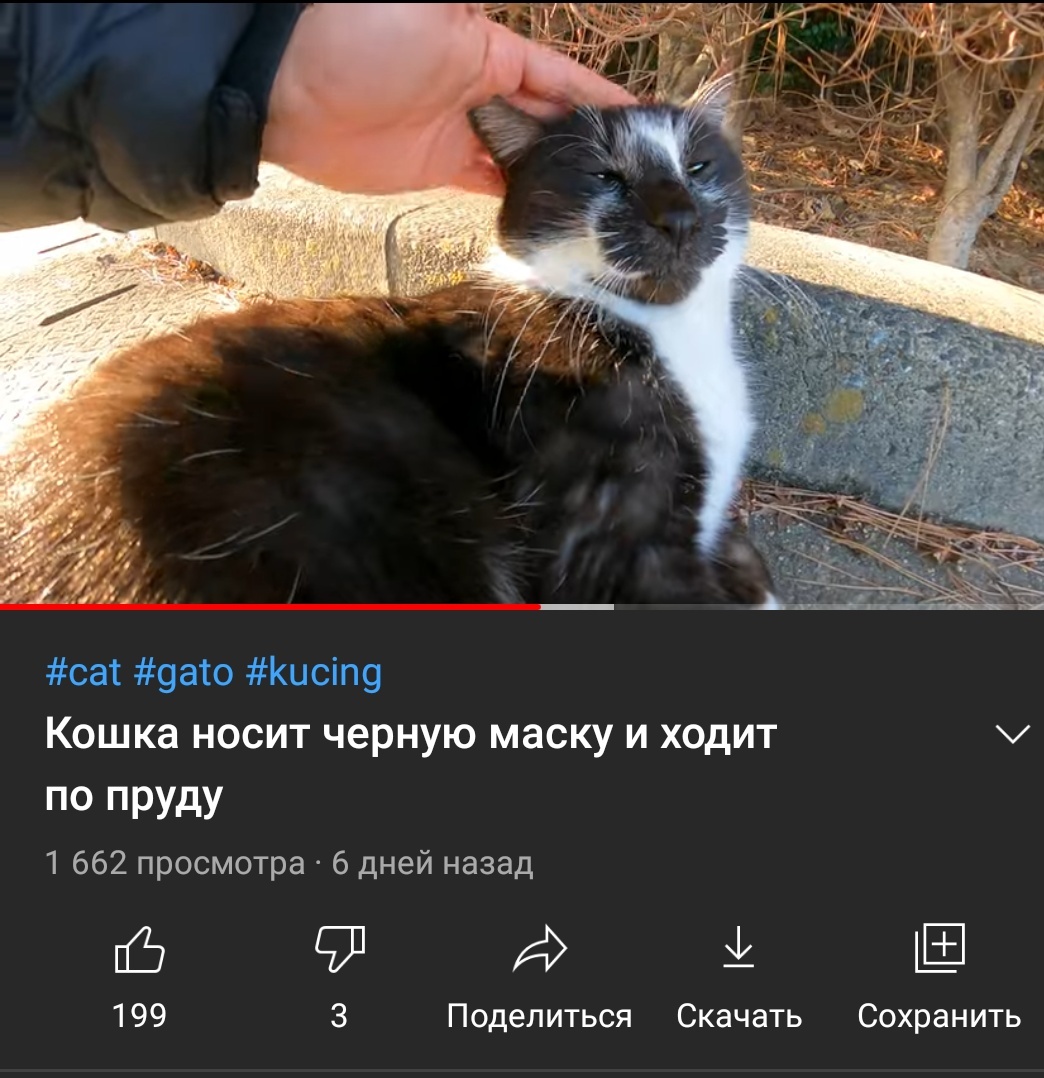 Translation, as always, is excellent - cat, Translation, Youtube, Longpost, Screenshot