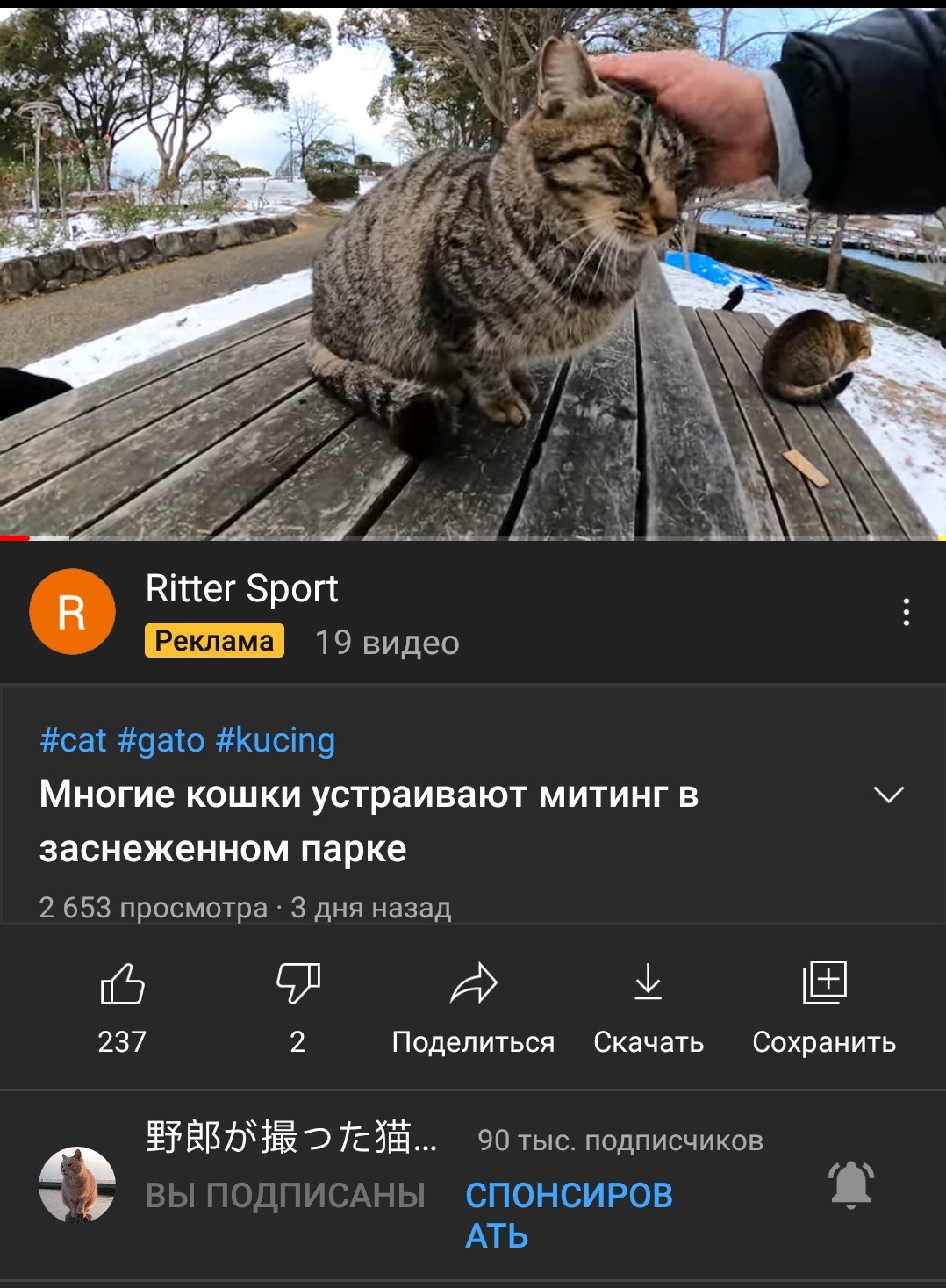 Translation, as always, is excellent - cat, Translation, Youtube, Longpost, Screenshot