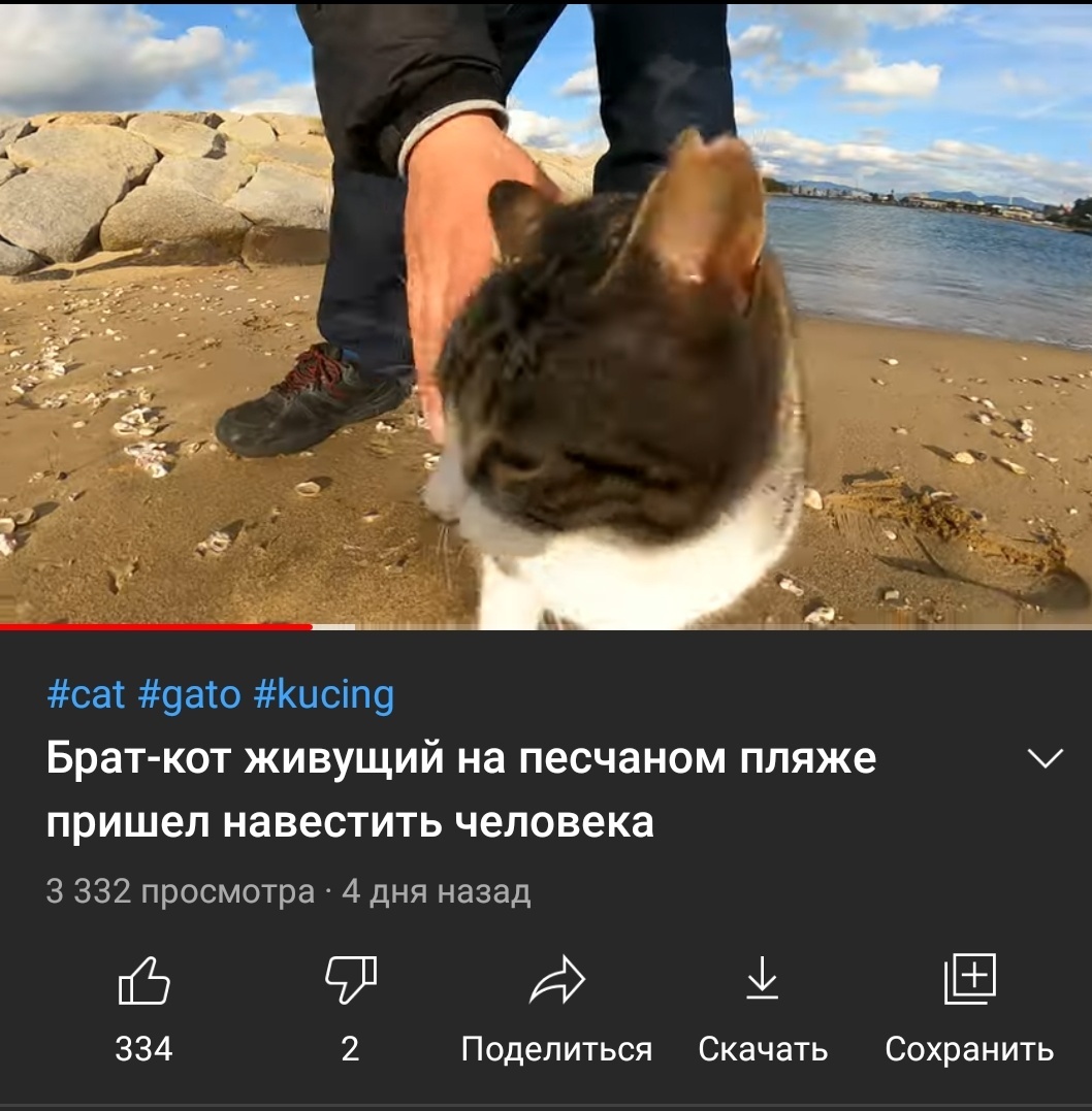 Translation, as always, is excellent - cat, Translation, Youtube, Longpost, Screenshot