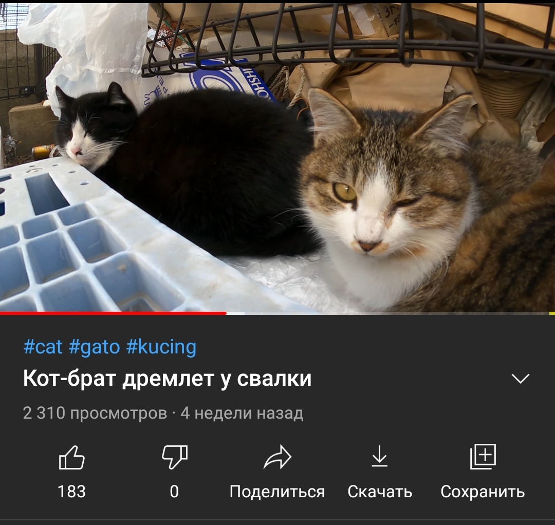 Translation, as always, is excellent - cat, Translation, Youtube, Longpost, Screenshot