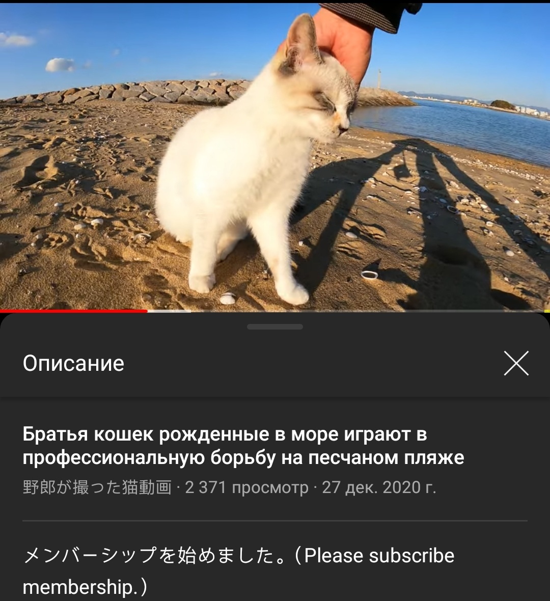 Translation, as always, is excellent - cat, Translation, Youtube, Longpost, Screenshot