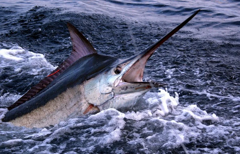 Black marlin: A 500 kg carcass rushes at a speed of 85 km/h! Trolling one of the fastest fish on the planet - A fish, Marlin, Animals, Yandex Zen, Longpost