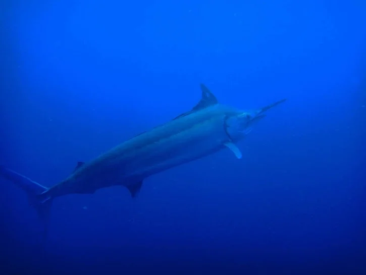 Black marlin: A 500 kg carcass rushes at a speed of 85 km/h! Trolling one of the fastest fish on the planet - A fish, Marlin, Animals, Yandex Zen, Longpost