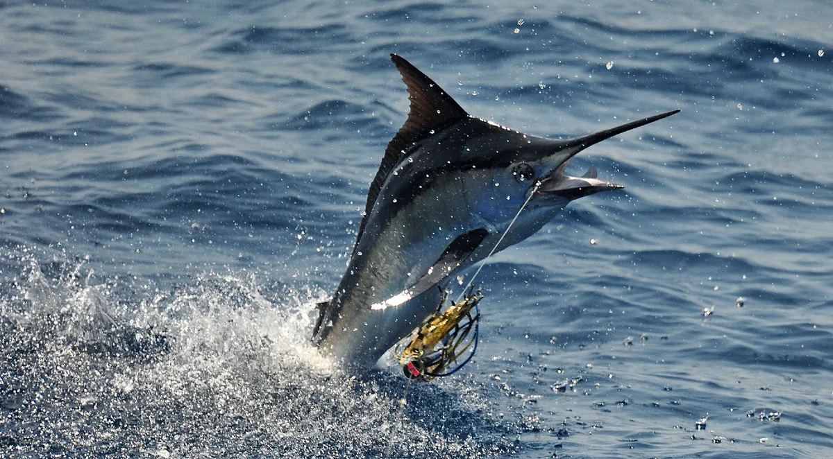 Black marlin: A 500 kg carcass rushes at a speed of 85 km/h! Trolling one of the fastest fish on the planet - A fish, Marlin, Animals, Yandex Zen, Longpost