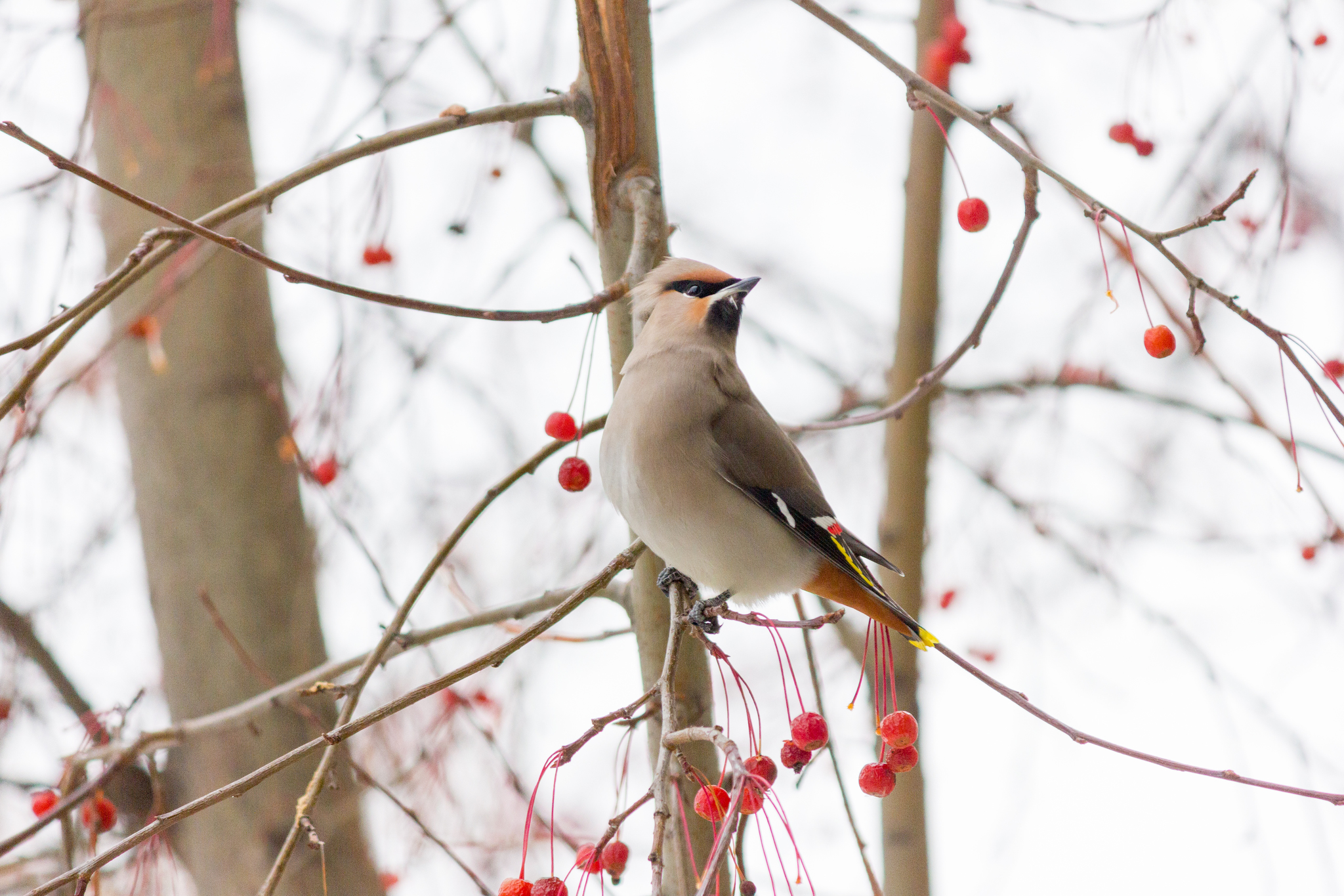 The waxwings have arrived - My, Birds, Svirestel, Barnaul, Altai region, Canon, Longpost