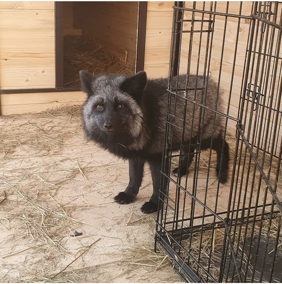 I appeal to the power of Peekaboo. A domestic fox escaped, territorially Moscow and Mo (CP Flemish) - A loss, Lost, Fox, Moscow, Search for animals, Search, Moscow region, No rating, Support